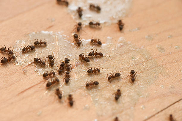 Best Wildlife Control Services  in Bastrop, LA